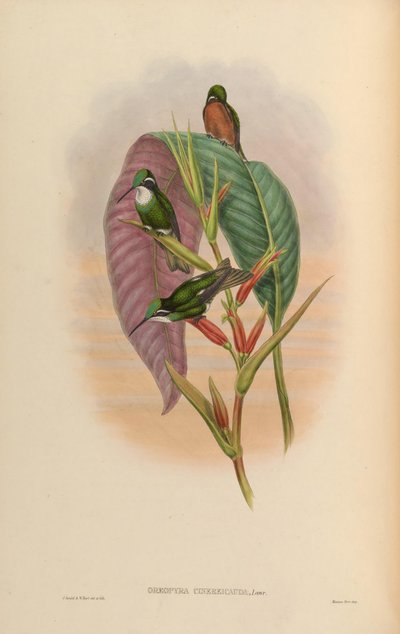 Oreopyra cinereicauda = Lampornis cinereicauda by John Gould